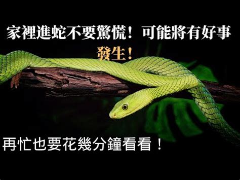 家裡有蛇 風水|【家裡出現蛇代表什麼】家裡出現蛇代表什麼？不能忽。